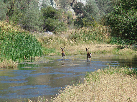 Two deer crossing North Cache Creek