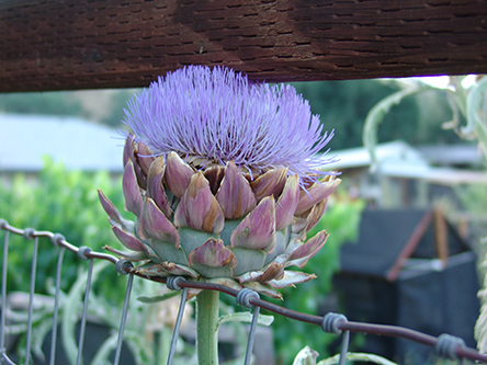 Artichoke Flower