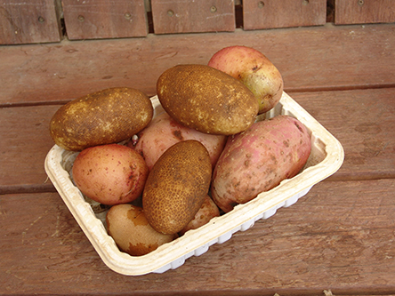 Fresh Potatoes pic 2024