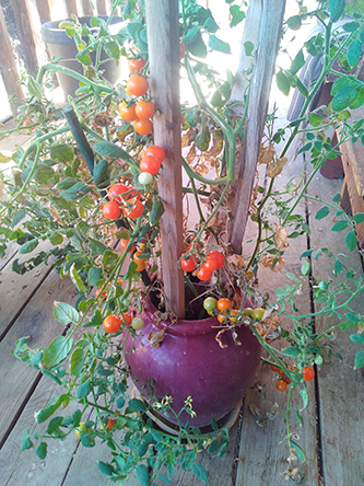 Tomatoes planted in pot
