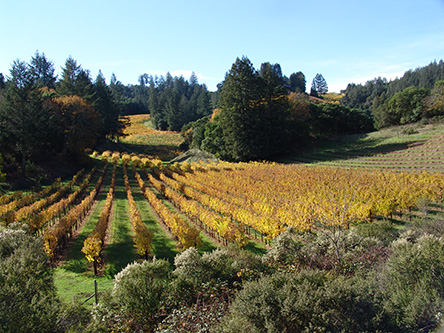 Picture of Napa vineyard in Autumn