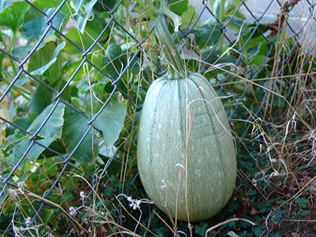 Squash in Chris's garden