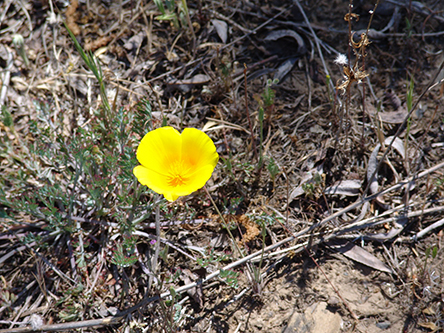 Single California Poppy