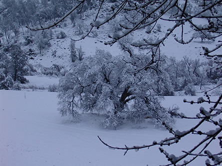 Picture of Big oak tree in snow