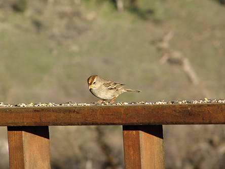 Bird on Railing