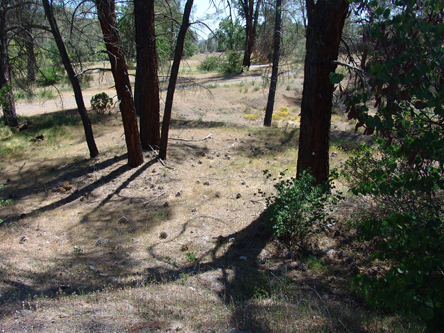 Campground trees and shadows